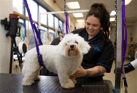 iv st martin dog grooming